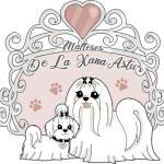 Malteses De La Xana Astur