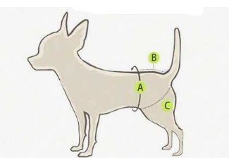 Braguita higiénica para perritas - Modelo Mariposas - Imagen 5