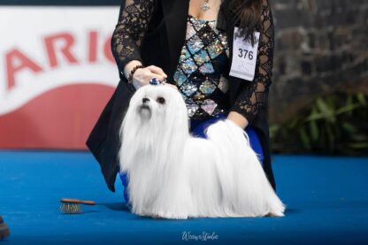 bichon_maltes_laxanaastur