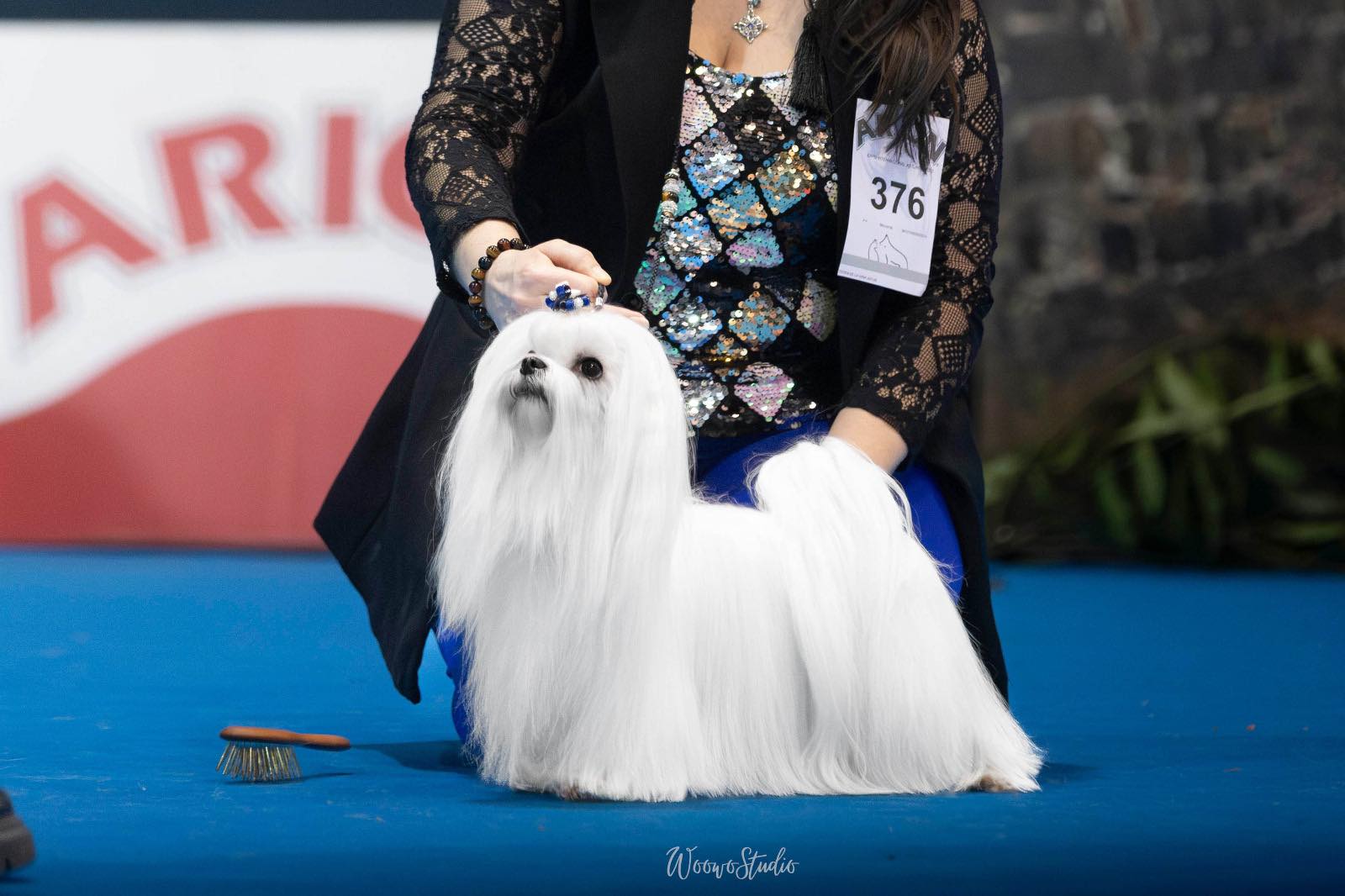 bichon_maltes_laxanaastur