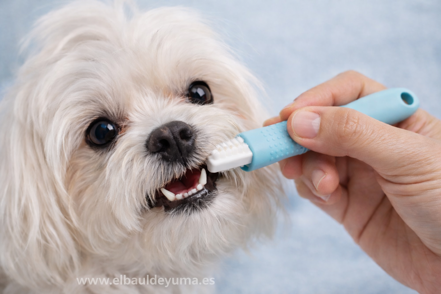 Higiene dental perro