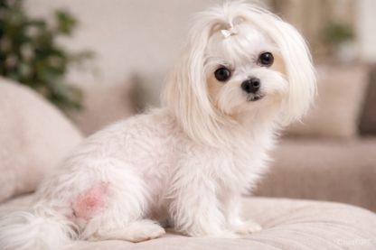 Perro con picor